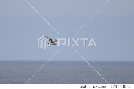 南極賊鷗飛越海洋 129553002