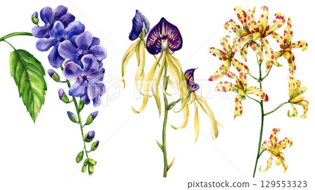 Hand painted watercolor tropical exotic flowers set with purple lilac brassia orchid and yellow spotted orchid isolated on white 129553323