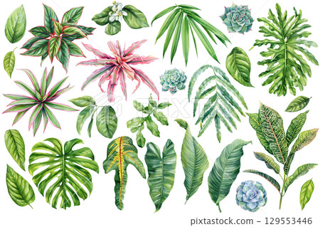 Watercolor botanical tropical leaves, plants set. Monstera palm banana dracaena fern croton and succulents isolated for decoration Watercolor botanical tropical leaves, plants set. Monstera palm banana dracaena fern croton and succulents isolated for decoration 129553446