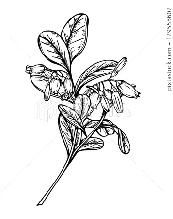 Flowering lingonberry branch with leaves and blossoms monochrome vector line art black ink sketch. Wild berry bush with flowers for Nordic designs, organic product packaging, botanical art. Flowering lingonberry branch with leaves and blossoms monochrome vector line art black ink sketch. Wild berry bush with flowers for Nordic designs, organic product packaging, botanical art. 129553602