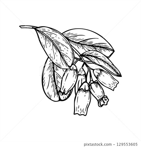 Blooming blueberry branch with flowers and leaves monochrome vector isolated illustration painted by black inks. Small flowers on growing berry bush sketch for botanical design, Nordic decor 129553605