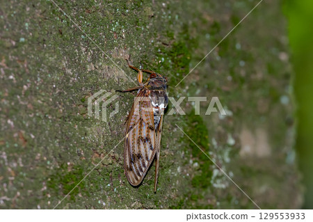 阿巴扎米 129553933