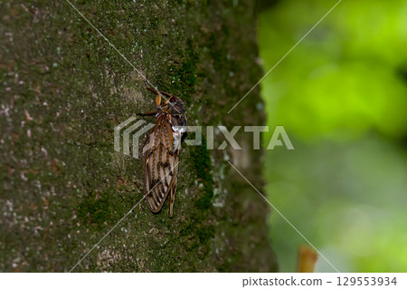 阿巴扎米 129553934