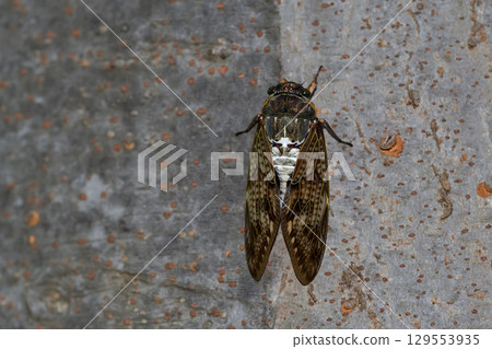 Brown cicada Brown cicada 129553935