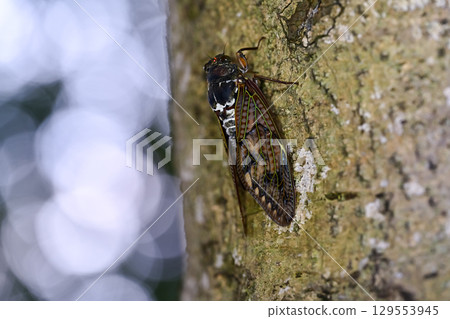 Brown cicada Brown cicada 129553945