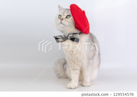 Charming cat with red beret and bow tie . Charming cat with red beret and bow tie . 129554576