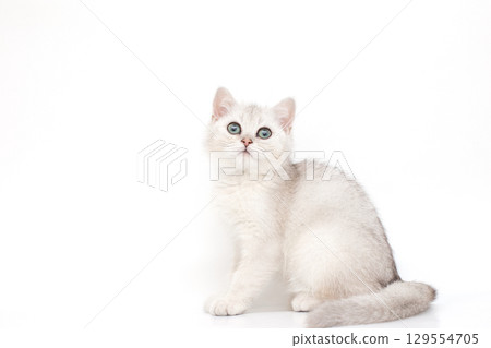 A beautiful white with a gray kitten British breed sits on a white background, looks up. 129554705