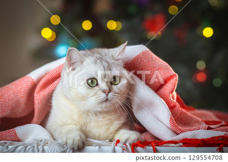 Cozy cat under red blanket with christmas lights 129554708