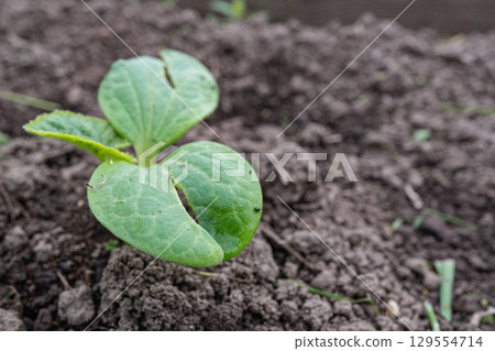 Young seedling emerging in brown soil garden bed close-up Young seedling emerging in brown soil garden bed close-up 129554714