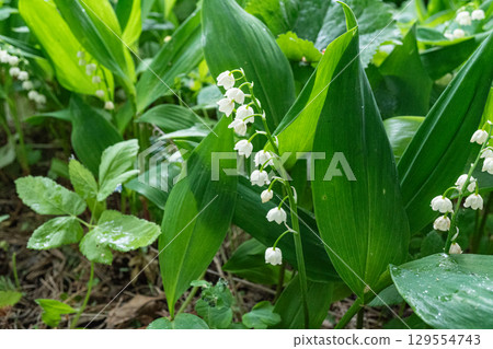 Lily of the valley in lush greenery: delicate white flowers amidst verdant leaves Lily of the valley in lush greenery: delicate white flowers amidst verdant leaves 129554743