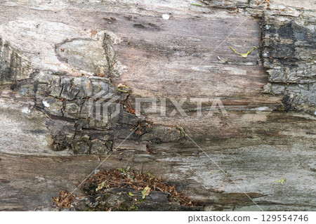 Close-up of weathered tree bark with textures and moss details Close-up of weathered tree bark with textures and moss details 129554746