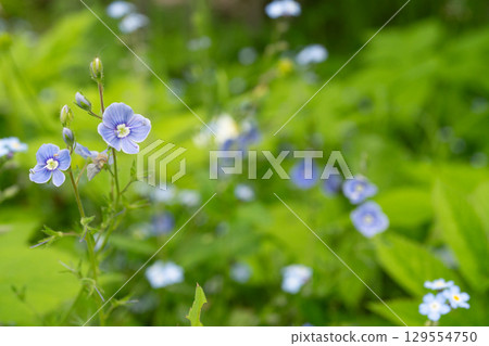 Close-up of delicate blue flowers in lush green foliage 129554750
