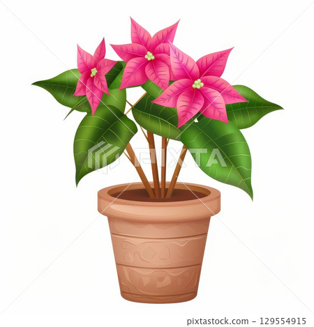 Pink poinsettia plant in clay pot with green leaves on white background 129554915