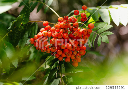 Vibrant Cluster of Red Rowan Berries on Green Branch Vibrant Cluster of Red Rowan Berries on Green Branch 129555291