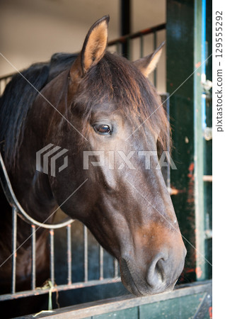 Head of a beautiful horse Head of a beautiful horse 129555292