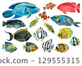 Colorful tropical fishes from coral reef underwater world. Large set of hand drawn watercolor cliparts isolated on white background for sea design, snorkeling, diving, scrapbooking, stickers, textiles 129555315