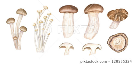 Asian mushrooms clip art watercolor illustration on isolated background. Hand painted shiitake, enoki, eringi, and shimeji. Protein organic ingredients for vegan and vegetarian recipes 129555324