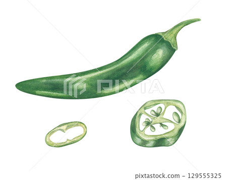 Whole and sliced green chili peppers watercolor illustration set on isolated background. Jalapeno, serrano realistic sketch clip art. Spicy vegetable for food packaging, cookbooks, spice labels. Whole and sliced green chili peppers watercolor illustration set on isolated background. Jalapeno, serrano realistic sketch clip art. Spicy vegetable for food packaging, cookbooks, spice labels. 129555325