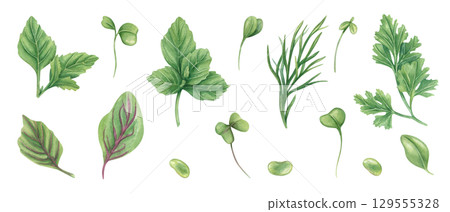 Fresh herbs set watercolor illustration on isolated background. Hand painted aromatic dill, parsley, basil, oregano, microgreens leaves and beans clip art. For food packaging, cookbook, recipe. Fresh herbs set watercolor illustration on isolated background. Hand painted aromatic dill, parsley, basil, oregano, microgreens leaves and beans clip art. For food packaging, cookbook, recipe. 129555328