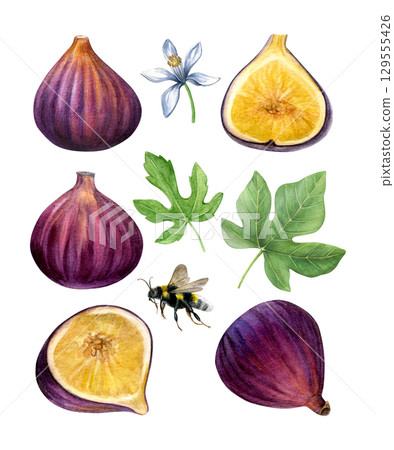 Set of figs. Watercolor of subtropical plants, leaves, flower and bumble bee isolated on a white background. Good for postcards, recipes, menu, invitations, greeting cards Set of figs. Watercolor of subtropical plants, leaves, flower and bumble bee isolated on a white background. Good for postcards, recipes, menu, invitations, greeting cards 129555426