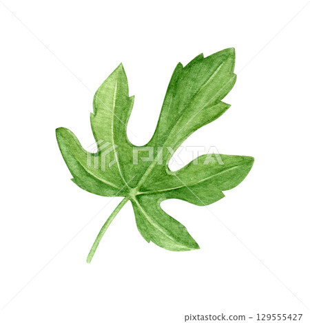 Watercolor fig leaf on a white background. Good for postcards,recipes, menu, invitations, greeting cards Watercolor fig leaf on a white background. Good for postcards,recipes, menu, invitations, greeting cards 129555427