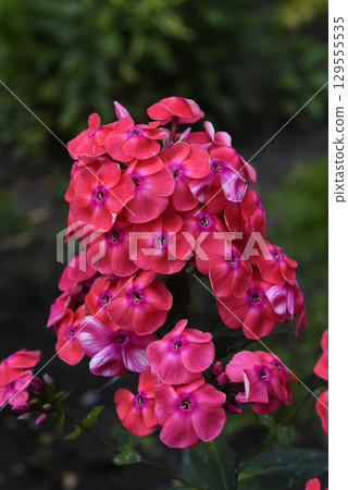 Pink phlox flowers in the garden. Pink bouquet of small flowers. 129555535