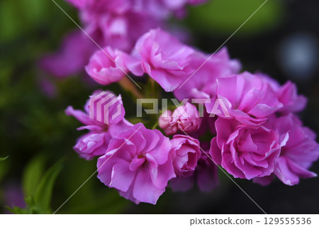 Orange phlox flowers in the garden. Pink bouquet of small flowers. 129555536