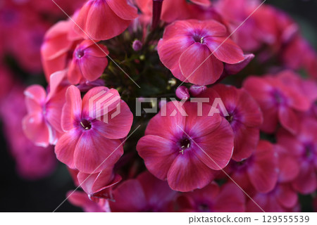 Pink phlox flowers in the garden. Pink bouquet of small flowers. 129555539
