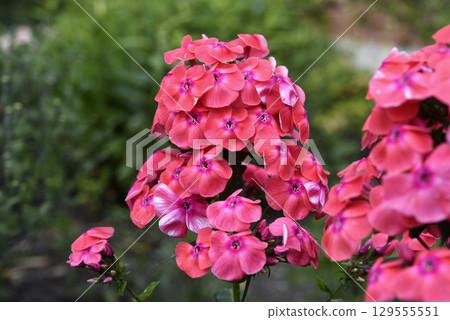 Pink phlox flowers in the garden. Pink bouquet of small flowers. 129555551