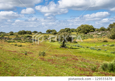 Driving with the car through the Alentejo in Portugal. Area around Nisa and Castelo de Vide Driving with the car through the Alentejo in Portugal. Area around Nisa and Castelo de Vide 129555870