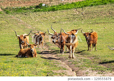 The Cachena cow in Portalegre, Portugal. It is a traditional Portuguese mountain cattle 129555879
