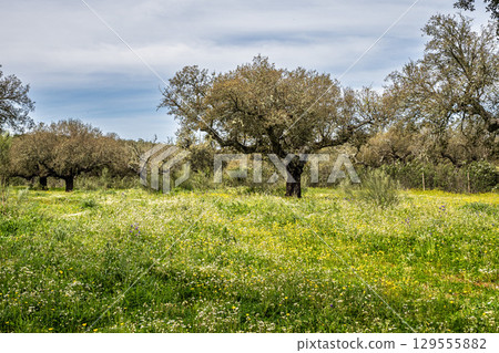 Cork Oak forest at Hortas de Baixo near Arronches, Alentejo, Portugal. Cork Oak forest at Hortas de Baixo near Arronches, Alentejo, Portugal. 129555882