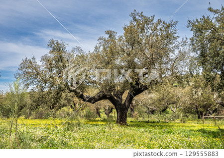 Cork Oak forest at Hortas de Baixo near Arronches, Alentejo, Portugal. 129555883