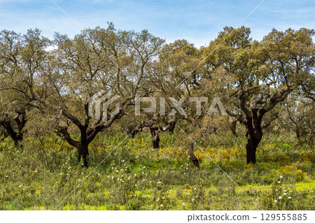 Cork Oak forest at Hortas de Baixo near Arronches, Alentejo, Portugal. Cork Oak forest at Hortas de Baixo near Arronches, Alentejo, Portugal. 129555885
