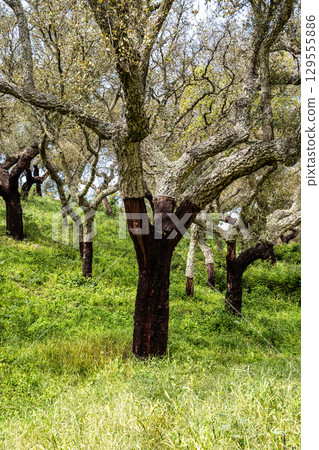 Cork Oak forest at Hortas de Baixo near Arronches, Alentejo, Portugal. 129555886