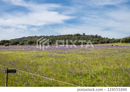 A typical Alentejo landscape located in Portugal. Rural Alentejo landscape in Arronches, Portalegre. A typical Alentejo landscape located in Portugal. Rural Alentejo landscape in Arronches, Portalegre. 129555890