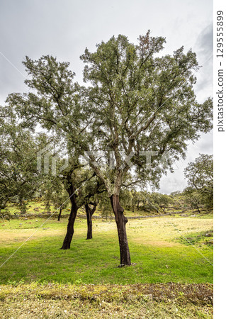 Hiking a walking route at Portalegre, Portugal. Percurso Pedestre de Galegos 129555899