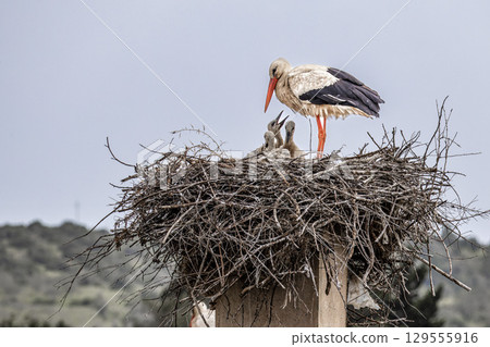 White Storks, Ciconia ciconia at Odiaxere in the Algarve region, District Faro, Portugal. White Storks, Ciconia ciconia at Odiaxere in the Algarve region, District Faro, Portugal. 129555916