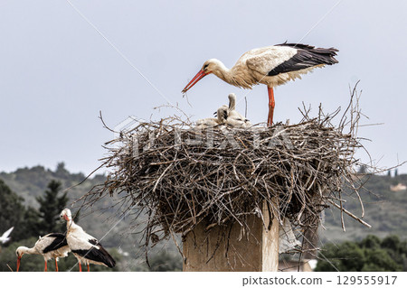 White Storks, Ciconia ciconia at Odiaxere in the Algarve region, District Faro, Portugal. 129555917