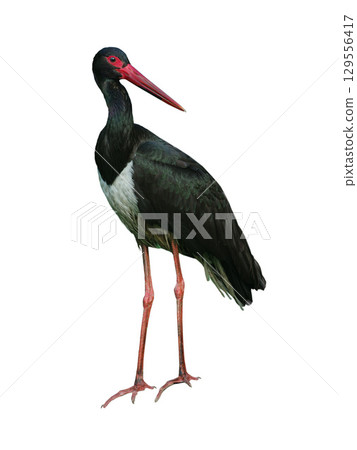 black stork isolated on white background 129556417
