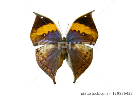 kallima inachis butterfly isolated on white background kallima inachis butterfly isolated on white background 129556422