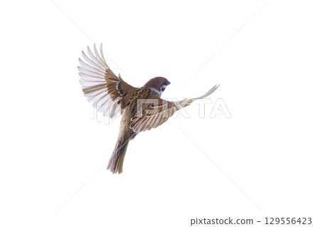 flying sparrow isolated on white background flying sparrow isolated on white background 129556423