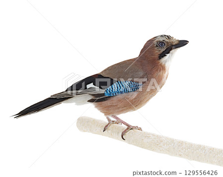 jay isolated on a white background 129556426
