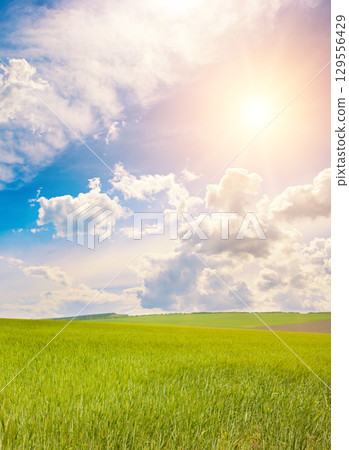 Bright midday sun in blue sky with white clouds over wheat field. Bright midday sun in blue sky with white clouds over wheat field. 129556429