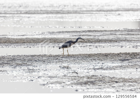 A White Faced Heron hunting for food at low tide A White Faced Heron hunting for food at low tide 129556584