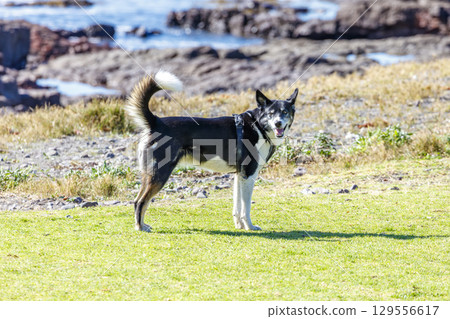 A cute furry black dog standing on grass in the sunshine 129556617