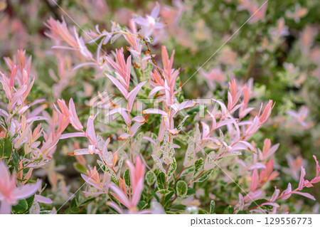 Pink and Green Variegated Leaves natural background. Close-up of variegated leaves of ornamental plant, soft blurred background in garden. Concept of colorful foliage, ornamental garden plant Pink and Green Variegated Leaves natural background. Close-up of variegated leaves of ornamental plant, soft blurred background in garden. Concept of colorful foliage, ornamental garden plant 129556773