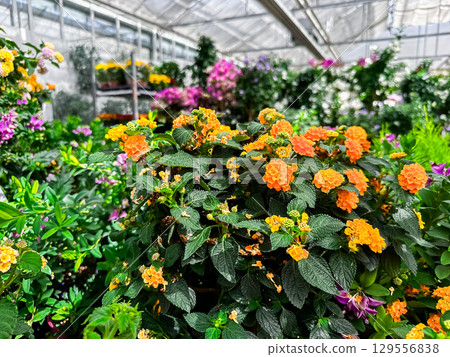 Greenhouse filled with a variety of flowers, including orange and pink ones 129556838