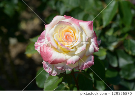 黛安娜王妃威爾斯玫瑰花 黛安娜王妃威爾斯玫瑰花 129556870