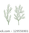 A set of thin, grass-like plant branches for green design. Handmade illustrations, watercolors, and pastels. Highlighted on a white background. For print design 129556901